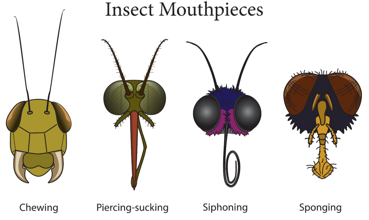 Insects Mouth Parts 62